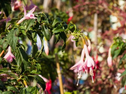 Fuksia magellonská 'Whitenight's Pearl'