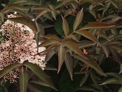 Baza čierna 'Cherry Lace'