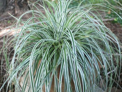 Ostrica ošimenská 'Everest' - Carex oshimensis 'Everest'