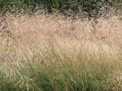 Metlica trsnatá 'Schottland' - Deschampsia cespitosa 'Schottland'