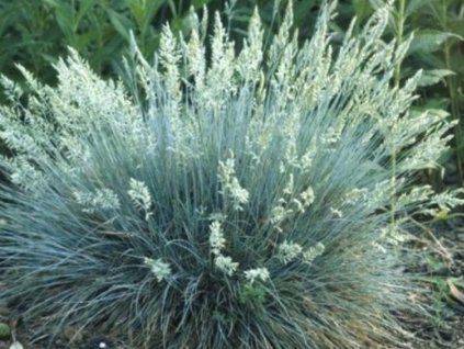 silberse