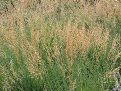 Bezkolenec belasý 'Moorflamme' - Molinia caerulea 'Moorflamme'