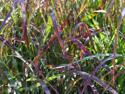 Proso prútnaté  'Sangria' - Panicum virgatum 'Sangria'