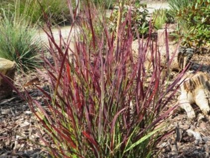 Proso prútnaté  'Sangria' - Panicum virgatum 'Sangria'