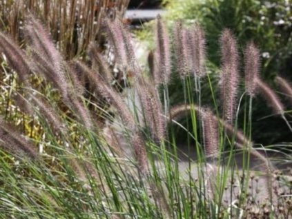Perovec psiarkovitý 'Reborn' - Pennisetum alopecuroides 'Reborn'