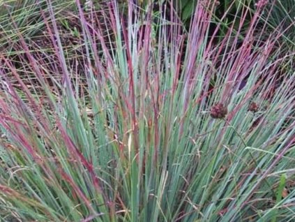 Schizachyrium 'Standing Ovation' - Schizachyrium scoparium 'Standing Ovation'
