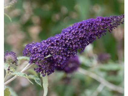 Budleja dávidova 'Orpheus'
