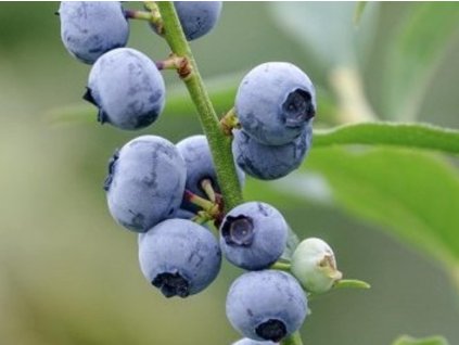 Kanadská čučoriedka 'Little Blue Wonder'