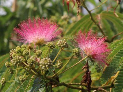 Albízia ružová 'Ombrella'
