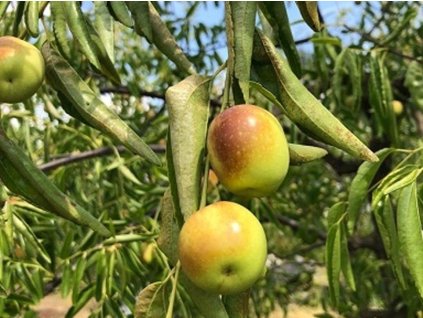 Čínska datľa 'Dong Zao'