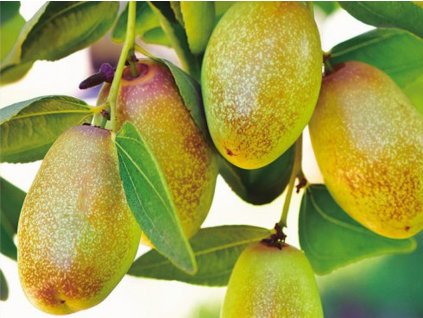 Čínska datľa 'Xuan Cheng Jian'