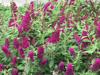 Budleja dávidova FUNKY FUCHSIA 'PIIBD-II'