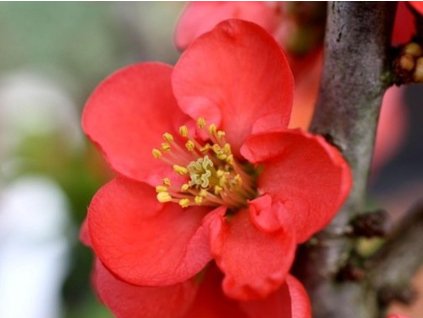 Dulovec nádherný RED KIMONO 'Ainoomoi'