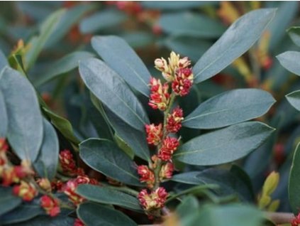 Distylium BLUE CASCADE 'PIIDIST-II'