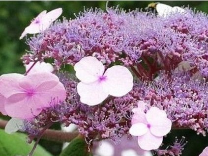 Hortenzia chlpatá 'Anthony Bullivant'