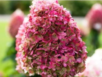 Hortenzia metlinatá Living 'Pinky Promise'® 'LCNO12'