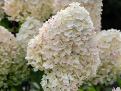 Hortenzia metlinatá Living 'Sugar Rush'®