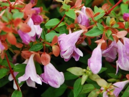 Abélia veľkokvetá  PINKY BELLS 'Lynn'
