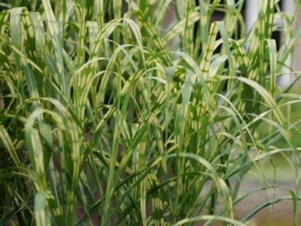 Ozdobnica obrovská 'Aligator' - Miscanthus gigantheus 'Aligator'