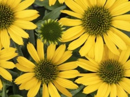 Echinacea 'Fountain Yellow' - Echinacea 'Fountain Yellow'