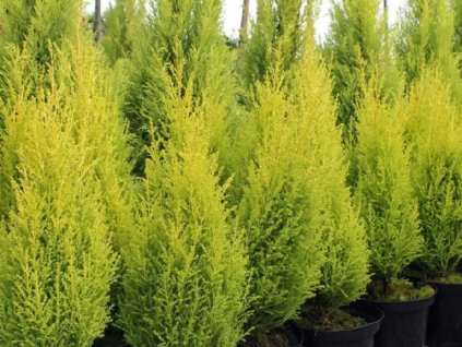 Cyprus veľkoplodý 'Goldcrest Wilma' (izbový)