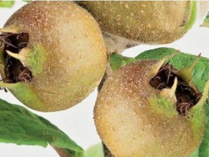 Mišpuľa obyčajná 'Szentési Róza'