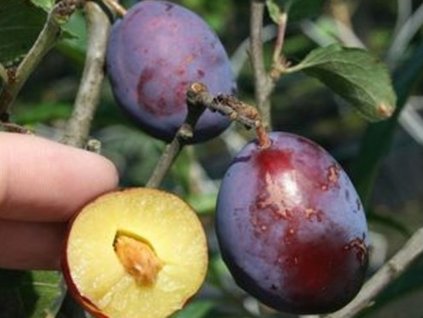 Slivka 'Geisenheimer Top' - k stĺpovitému zapestovaniu