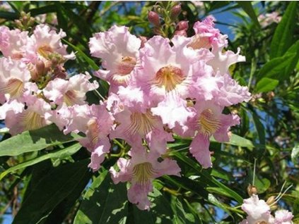 Chitalpa taškentská 'Pink Dawn'