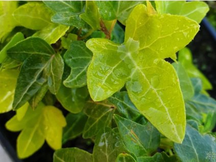 Brečtan popínavý 'Gold Shamrock'