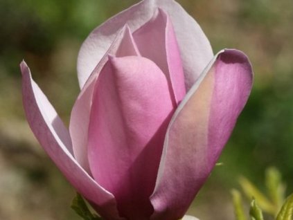 Magnólia 'Lilac Chalice'