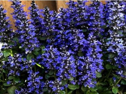Zbehovec plazivý 'Blueberry Muffin' - Ajuga reptans 'Blueberry Muffin'