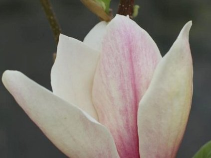 Magnólia 'Toro'