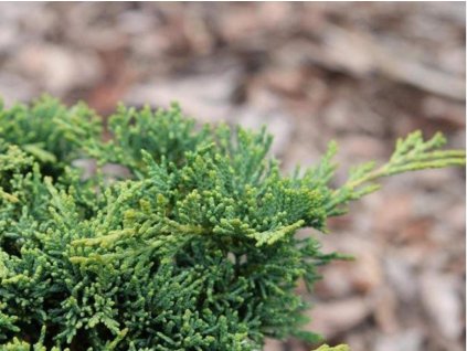 Borievka poliehavá 'Neumann Select'