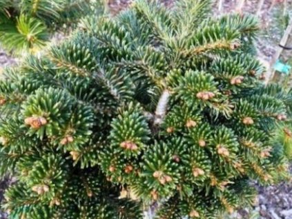 Jedľa macedónska 'J.K. Greece'