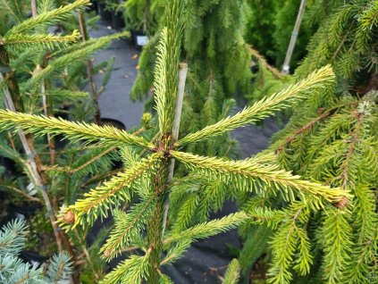 Smrek obyčajný 'Virgata Aurea Vanc'