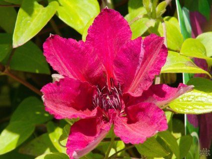 Clematis Perida (1)