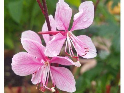 pink dwarf