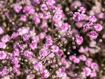 Šater latnatý 'Flamingo' - Gypsophila paniculata 'Flamingo'