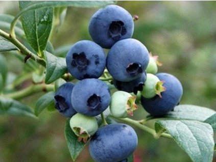 Kanadská čučoriedka 'Hortblue Petite'