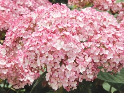 Hortenzia stromčekovitá  SWEET ANNABELLE 'NCHA4'