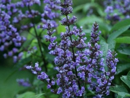 Vitex jahňací 'Blue Diddley'