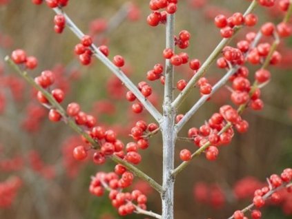 Cezmína verticillata  'Oosterwijk' (samičí)