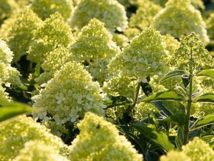 Hortenzia metlinatá Living 'Cotton Cream'®