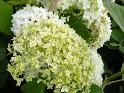 Hortenzia stromčekovitá 'Bounty'