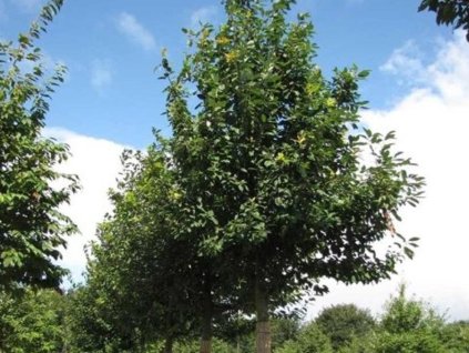 Čremcha obyčajná 'Schloss Tiefurt'