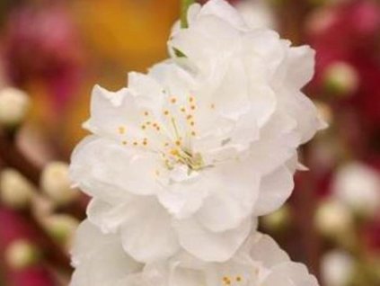 Broskyňa okrasná Taoflora White 'Mintao13'