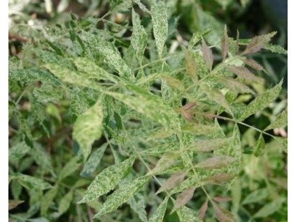 Jaseň úzkolistý 'Variegata'