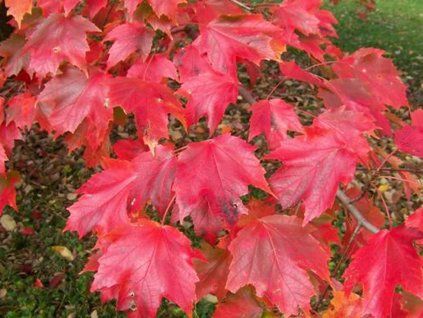 autumn2