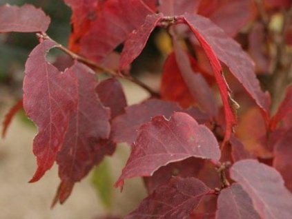 Zelkova ostrolistá 'Goblin'