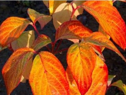 Drieň kvetnatý 'Autumn Gold'